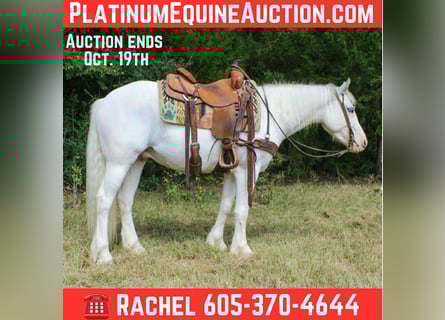 Gypsy Horse, Gelding, 5 years, 14 hh, Grey-Fleabitten