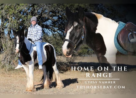 Gypsy Horse, Gelding, 5 years, 14 hh, Leopard-Piebald