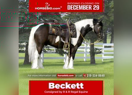 Gypsy Horse Mix, Gelding, 5 years, 14 hh, Pinto