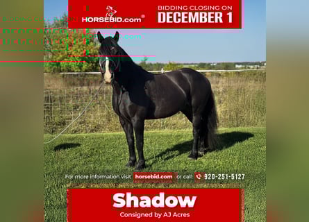 Gypsy Horse Mix, Gelding, 5 years, 14,1 hh, Bay