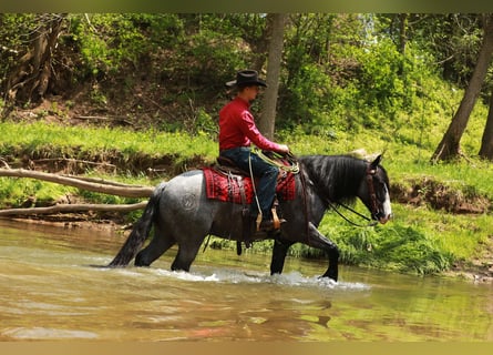 Gypsy Horse Mix, Gelding, 5 years, 14,1 hh, Roan-Blue