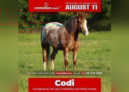Gypsy Horse Mix, Gelding, 5 years, 14,1 hh