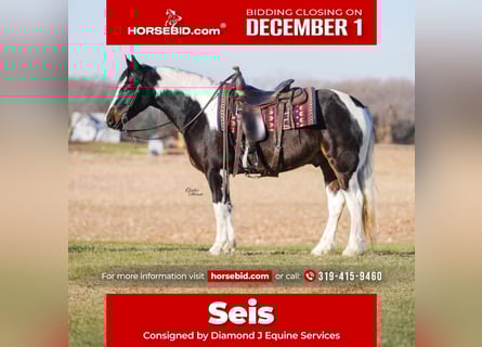 Gypsy Horse Mix, Gelding, 5 years, 14,2 hh, Pinto