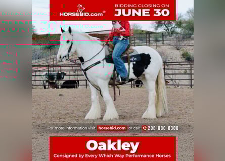 Gypsy Horse, Gelding, 5 years, 14,3 hh