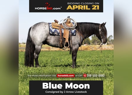 Gypsy Horse, Gelding, 5 years, 15.2 hh, Roan-Blue