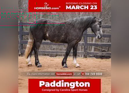 Gypsy Horse Mix, Gelding, 5 years, 15 hh, Grey