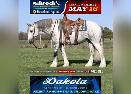 Gypsy Horse Mix, Gelding, 5 years, 15 hh