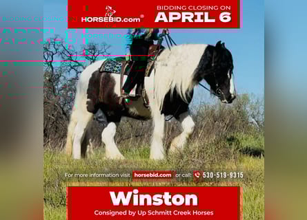 Gypsy Horse, Gelding, 5 years, 15,1 hh, Pinto