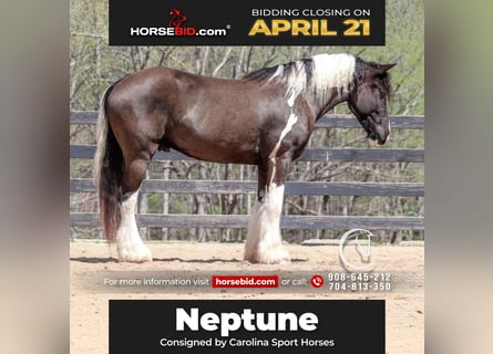 Gypsy Horse Mix, Gelding, 5 years, 16.1 hh
