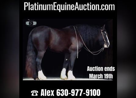 Gypsy Horse, Gelding, 5 years, 16 hh, Black