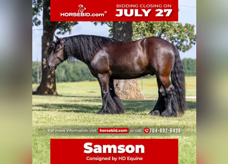 Gypsy Horse Mix, Gelding, 5 years, Black