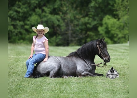 Gypsy Horse, Gelding, 5 years, Roan-Blue