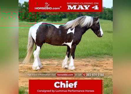 Gypsy Horse Mix, Gelding, 5 years