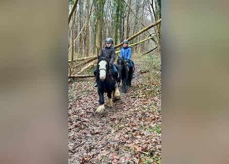 Gypsy Horse, Gelding, 6 years, 12,1 hh, Black