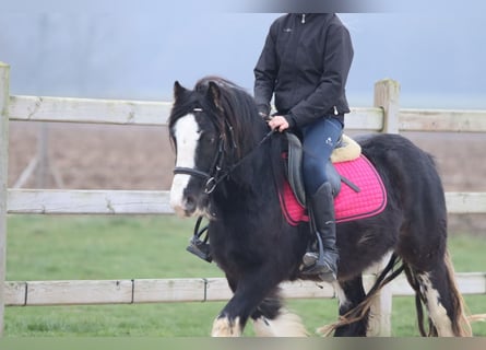 Gypsy Horse, Gelding, 6 years, 12,1 hh, Black