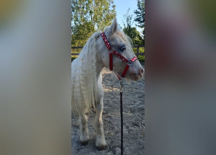 Gypsy Horse, Gelding, 6 years, 12,1 hh, Cremello