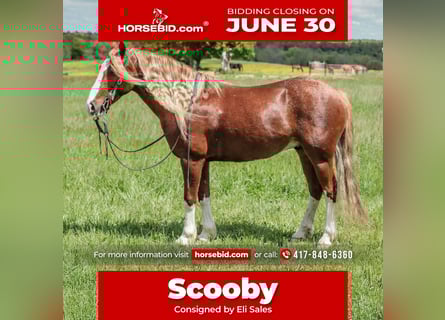 Gypsy Horse Mix, Gelding, 6 years, 13.1 hh, Roan-Red Gypsy Horse Mix, Gelding, 6 years, 13.1 hh, Roan-Red