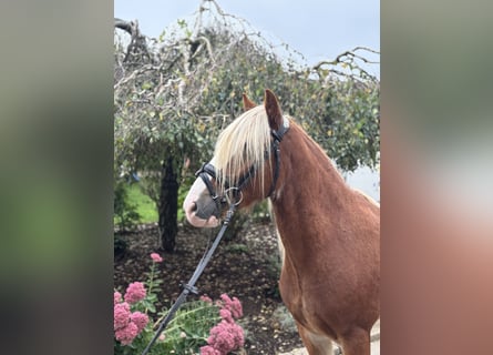 Gypsy Horse, Gelding, 6 years, 13.3 hh, Chestnut