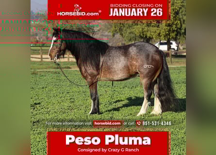 Gypsy Horse Mix, Gelding, 6 years, 13,1 hh, Roan-Bay