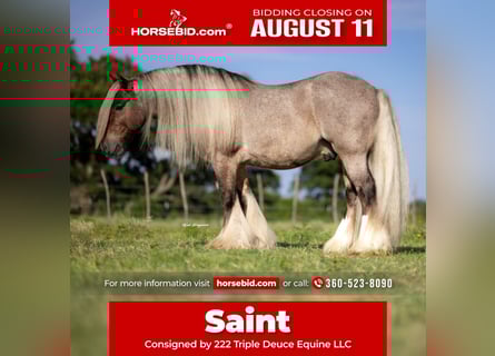 Gypsy Horse, Gelding, 6 years, 13,2 hh