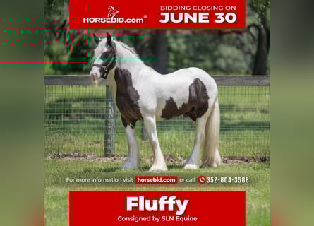Gypsy Horse, Gelding, 6 years, 13,3 hh