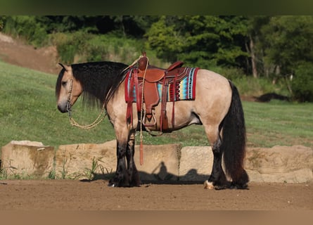 Gypsy Horse Mix, Gelding, 6 years, 14.1 hh, Buckskin