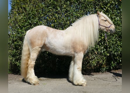 Gypsy Horse, Gelding, 6 years, 14.1 hh, Palomino