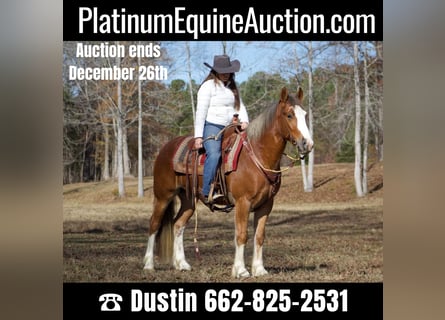 Gypsy Horse, Gelding, 6 years, 14.3 hh, Chestnut