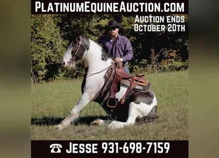 Gypsy Horse, Gelding, 6 years, 14.3 hh, Tobiano-all-colors