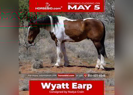 Gypsy Horse Mix, Gelding, 6 years, 14.3 hh