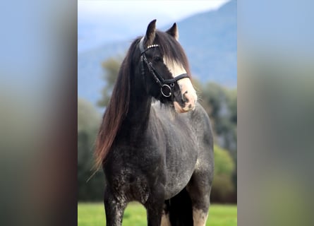 Gypsy Horse, Gelding, 6 years, 14 hh, Sabino