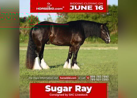 Gypsy Horse, Gelding, 6 years, 14,3 hh, Black