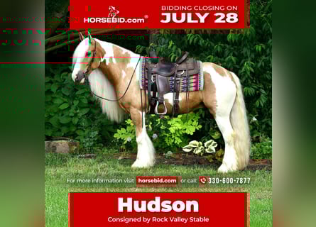 Gypsy Horse, Gelding, 6 years, 14,3 hh