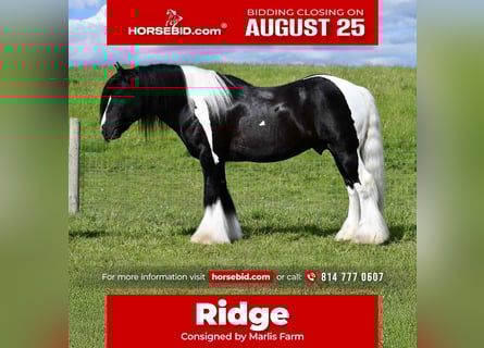 Gypsy Horse, Gelding, 6 years, 14,3 hh