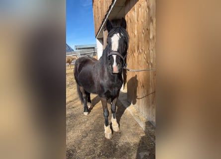 Gypsy Horse, Gelding, 6 years, 15 hh, Black