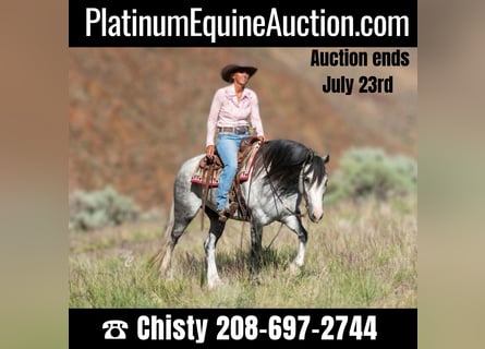 Gypsy Horse, Gelding, 6 years, 15 hh, Gray-Dapple