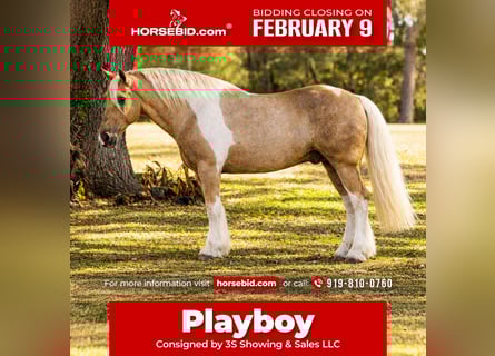 Gypsy Horse Mix, Gelding, 6 years, 16,2 hh, Pinto