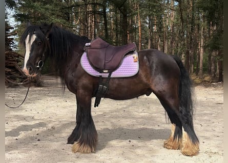 Gypsy Horse, Gelding, 7 years, 12.1 hh, Black