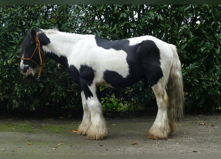 Gypsy Horse, Gelding, 7 years, 12,3 hh, Pinto