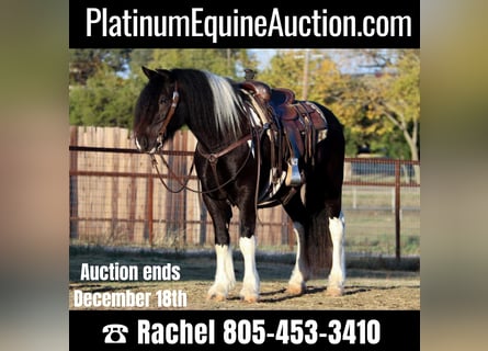 Gypsy Horse, Gelding, 7 years, 13.3 hh, Tobiano-all-colors