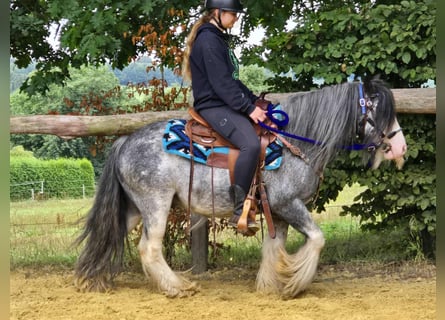 Gypsy Horse, Gelding, 7 years, 13,1 hh, Grullo