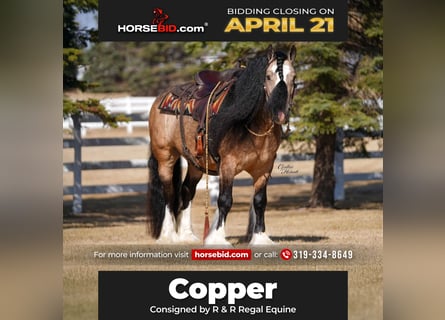 Gypsy Horse, Gelding, 7 years, 14.2 hh, Buckskin