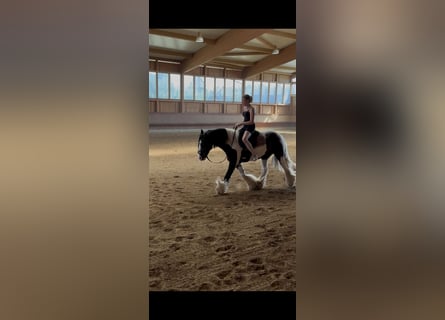 Gypsy Horse, Gelding, 7 years, 14 hh, Pinto
