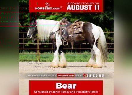 Gypsy Horse, Gelding, 7 years, 14,3 hh