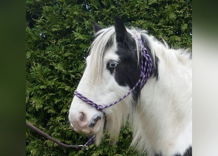 Gypsy Horse, Gelding, 8 years, 12,3 hh, Pinto