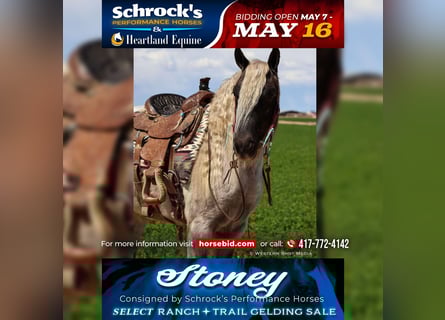 Gypsy Horse Mix, Gelding, 8 years, 12,2 hh, Gray