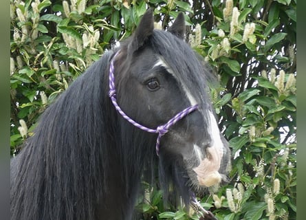 Gypsy Horse, Gelding, 8 years, 13 hh, Black