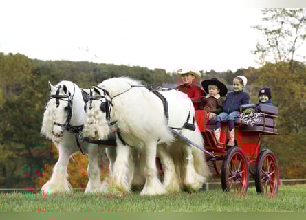 Gypsy Horse, Gelding, 8 years, 13 hh, White