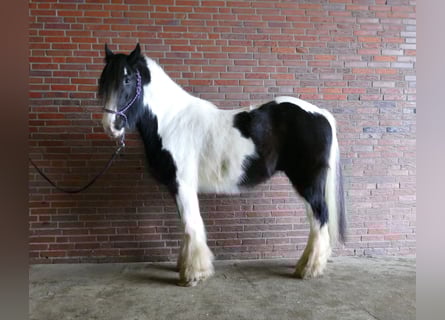 Gypsy Horse, Gelding, 8 years, 14.3 hh, Pinto