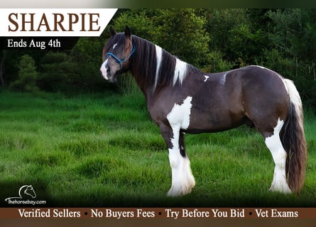 Gypsy Horse, Gelding, 8 years, 14 hh, Tobiano-all-colors